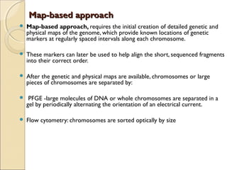 Map-based approachMap-based approach
 Map-based approach, requires the initial creation of detailed genetic and
physical maps of the genome, which provide known locations of genetic
markers at regularly spaced intervals along each chromosome.
 These markers can later be used to help align the short, sequenced fragments
into their correct order.
 After the genetic and physical maps are available, chromosomes or large
pieces of chromosomes are separated by:
 PFGE -large molecules of DNA or whole chromosomes are separated in a
gel by periodically alternating the orientation of an electrical current.
 Flow cytometry: chromosomes are sorted optically by size
 