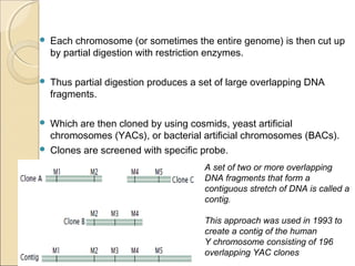  Each chromosome (or sometimes the entire genome) is then cut up
by partial digestion with restriction enzymes.
 Thus partial digestion produces a set of large overlapping DNA
fragments.
 Which are then cloned by using cosmids, yeast artificial
chromosomes (YACs), or bacterial artificial chromosomes (BACs).
 Clones are screened with specific probe.
A set of two or more overlapping
DNA fragments that form a
contiguous stretch of DNA is called a
contig.
This approach was used in 1993 to
create a contig of the human
Y chromosome consisting of 196
overlapping YAC clones
 