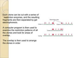 Each clone can be cut with a series of
restriction enzymes, and the resulting
fragments are then separated by gel
electrophoresis.
A computer program is then used to
examine the restriction patterns of all
the clones and look for areas of
overlap.
The overlap is then used to arrange
the clones in order
 