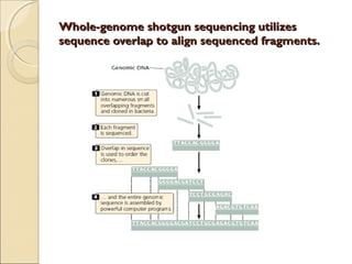 Whole-genome shotgun sequencing utilizesWhole-genome shotgun sequencing utilizes
sequence overlap to align sequenced fragments.sequence overlap to align sequenced fragments.
 