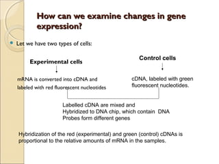 How can we examine changes in geneHow can we examine changes in gene
expression?expression?
 Let we have two types of cells:
Experimental cells
mRNA is converted into cDNA and
labeled with red fluorescent nucleotides
Control cells
cDNA, labeled with green
fluorescent nucleotides.
Labelled cDNA are mixed and
Hybridized to DNA chip, which contain DNA
Probes form different genes
Hybridization of the red (experimental) and green (control) cDNAs is
proportional to the relative amounts of mRNA in the samples.
 