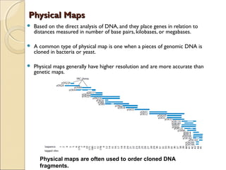 Physical MapsPhysical Maps
 Based on the direct analysis of DNA, and they place genes in relation to
distances measured in number of base pairs, kilobases, or megabases.
 A common type of physical map is one when a pieces of genomic DNA is
cloned in bacteria or yeast.
 Physical maps generally have higher resolution and are more accurate than
genetic maps.
Physical maps are often used to order cloned DNA
fragments.
 