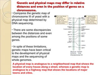 Genetic and physical maps may differ in relativeGenetic and physical maps may differ in relative
distances and even in the position of genes on adistances and even in the position of genes on a
chromosome.chromosome.
• Compares the genetic map of
chromosome III of yeast with a
physical map determined by
DNA sequencing.
• There are some discrepancies
between the distances and even
among the positions of some
genes.
• In spite of these limitations,
genetic maps have been critical
to the development of physical
maps and the sequencing of
whole genomes.
A physical map is analogous to a neighborhood map that shows the
location of every house along a street, whereas a genetic map is
analogous to a highway map that shows the locations of major
towns and cities.
 