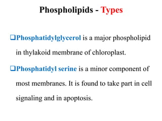 Phospholipids - Types
Phosphatidylglycerol is a major phospholipid
in thylakoid membrane of chloroplast.
Phosphatidyl serine is a minor component of
most membranes. It is found to take part in cell
signaling and in apoptosis.
 