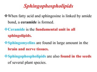 Sphingophospholipids
When fatty acid and sphingosine is linked by amide
bond, a ceramide is formed.
Ceramide is the fundamental unit in all
sphingolipids.
Sphingomyelins are found in large amount in the
brain and nerve tissues.
Sphingophospholipids are also found in the seeds
of several plant species.
 