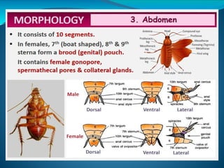 Detailed Structural and Functional Anatomy of Cockroach and Frog | PPTX
