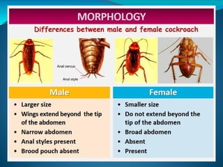 Detailed Structural and Functional Anatomy of Cockroach and Frog | PPTX
