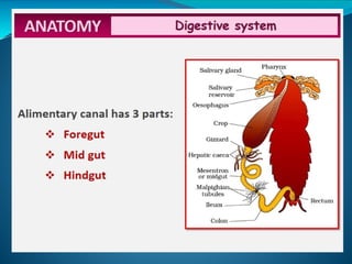 Detailed Structural and Functional Anatomy of Cockroach and Frog | PPTX