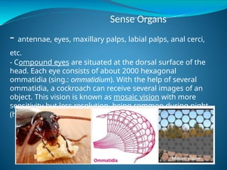 Detailed Structural and Functional Anatomy of Cockroach and Frog | PPTX