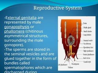 Detailed Structural and Functional Anatomy of Cockroach and Frog | PPTX