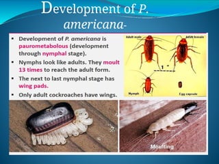 Detailed Structural and Functional Anatomy of Cockroach and Frog | PPTX