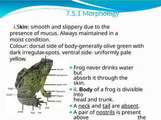 Detailed Structural and Functional Anatomy of Cockroach and Frog | PPTX