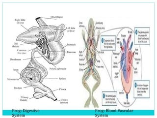 Detailed Structural and Functional Anatomy of Cockroach and Frog | PPTX