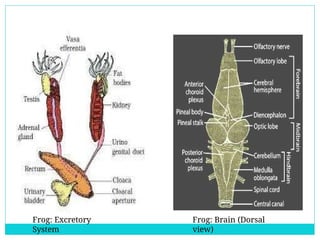 Detailed Structural and Functional Anatomy of Cockroach and Frog | PPTX