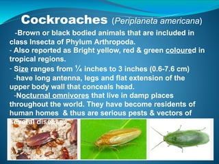 Detailed Structural and Functional Anatomy of Cockroach and Frog | PPTX