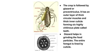 STRUCTURAL ORGANISATION IN ANIMALS.pptx