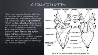 Structural organisation in frogs morphology and anatomy.pptx