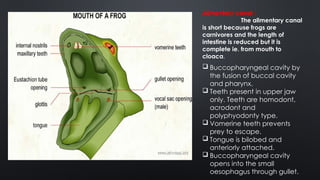 Humadont Teeth Structural organisation in frogs morphology and anatomy.pptx
