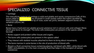 SPECIALIZED CONNECTIVE TISSUE
• Cartilage
The intercellular material of cartilage is solid and pliable and resists compression.Cells of this
tissue called as chondrocytes are enclosed in small cavities within the matrix secreted by
them.Cartilage is present in the tip of nose, outer ear joints, between adjacent bones of the
vertebral column, etc.
• Bone
Bones have a hard and non-pliable ground substance rich in calcium salts and collagen fibres
which give bone its strength. The bone cells (osteocytes) are present in the spaces called
lacunae.
• Bones support and protect softer tissues and organs.
• The bone cells (osteocytes) are present in the spaces called
• They interact with skeletal muscles attached to them to bring about movements.
• The bone marrow in some bones is the site of production of blood cells.
• Blood is a fluid connective tissue containing plasma, red blood cells (RBC), white blood cells
(WBC) and platelets. It is the main circulating fluid that helps in the transport of various
substances.
 