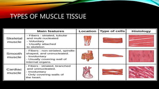 TYPES OF MUSCLE TISSUE
 