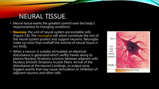 NEURAL TISSUE.
• Neural tissue exerts the greatest control over the body’s
responsiveness to changing conditions.
• Neurons, the unit of neural system are excitable cells
(Figure 7.8). The neuroglial cell which constitute the rest of
the neural system protect and support neurons. Neuroglia
make up more than onehalf the volume of neural tissue in
our body.
• When a neuron is suitably stimulated, an electrical
disturbance is generated which swiftly travels along its
plasma Nucleus Striations Junction between adjacent cells
Nucleus Smooth Striations muscle fibers. Arrival of the
disturbance at the neuron’s endings, or output zone,
triggers events that may cause stimulation or inhibition of
adjacent neurons and other cells.
 