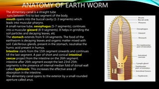 ANATOMY OF EARTH WORM
The alimentary canal is a straight tube
runs between first to last segment of the body.
mouth opens into the buccal cavity (1-3 segments) which
leads into muscular pharynx.
A small narrow tube, oesophagus (5-7 segments), continues
into a muscular gizzard (8-9 segments). It helps in grinding the
soil particles and decaying leaves, etc
The stomach extends from 9-14 segments. The food of the
earthworm is decaying leaves and organic matter mixed with
soil. Calciferous glands, present in the stomach, neutralise the
humic acid present in humus.
Intestine starts from the 15th segment onwards and continues
till the last segment. A pair of short and conical intestinal
caecae project from the intestine on the 26th segment.
intestine after 26th segment except the last 23rd-25th
segments is the presence of internal median fold of dorsal wall
called typhlosole. This increases the effective area of
absorption in the intestine.
The alimentary canal opens to the exterior by a small rounded
aperture called anus.
 