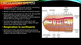 CIRCULATORY SYSTEM
• closed type of blood vascular system, consisting
of blood vessels, capillaries and heart.
• blood is confined to the heart and blood vessels.
• Blood glands are present on the 4 th, 5th and 6th
segments.They produce blood cells and
haemoglobin which is dissolved in blood plasma.
Blood cells are phagocytic in nature.
• Contractions keep blood circulating in one
direction. Smaller blood vessels supply the gut,
nerve cord, and the body wall.
• Respiration in earthworm
• Earthworms lack specialised breathing devices.
Respiratory exchange occurs through moist body
surface into their blood stream.
 