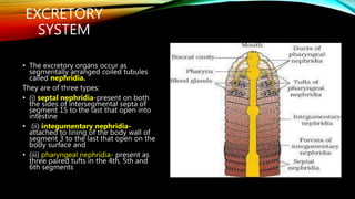 EXCRETORY
SYSTEM
• The excretory organs occur as
segmentally arranged coiled tubules
called nephridia.
They are of three types:
• (i) septal nephridia-present on both
the sides of intersegmental septa of
segment 15 to the last that open into
intestine
• (ii) integumentary nephridia-
attached to lining of the body wall of
segment 3 to the last that open on the
body surface and
• (iii) pharyngeal nephridia- present as
three paired tufts in the 4th, 5th and
6th segments
 