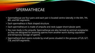SPERMATHECAE
• Spermathecae are four pairs and each pair is located ventro-laterally in the 6th, 7th,
8th, and 9th segments.
• Each spermatheca is flask shaped structure.
• Each spermathecum is made of ampulla and neck (upper short tubular part).
• the main body is the ampulla. Spermathecae are also termed as seminal receptacles
as they are designed for receiving sperms from another worm during copulation
and temporary storage of sperms.
• Spermathecal duct opens outside by small pores situated in the grooves of 5/6, 6/7,
7/8, and 8/9 segments.
 