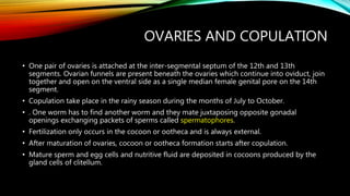 OVARIES AND COPULATION
• One pair of ovaries is attached at the inter-segmental septum of the 12th and 13th
segments. Ovarian funnels are present beneath the ovaries which continue into oviduct, join
together and open on the ventral side as a single median female genital pore on the 14th
segment.
• Copulation take place in the rainy season during the months of July to October.
• . One worm has to find another worm and they mate juxtaposing opposite gonadal
openings exchanging packets of sperms called spermatophores.
• Fertilization only occurs in the cocoon or ootheca and is always external.
• After maturation of ovaries, cocoon or ootheca formation starts after copulation.
• Mature sperm and egg cells and nutritive fluid are deposited in cocoons produced by the
gland cells of clitellum.
 