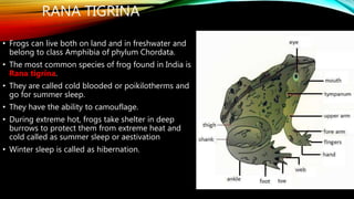 RANA TIGRINA
• Frogs can live both on land and in freshwater and
belong to class Amphibia of phylum Chordata.
• The most common species of frog found in India is
Rana tigrina.
• They are called cold blooded or poikilotherms and
go for summer sleep.
• They have the ability to camouflage.
• During extreme hot, frogs take shelter in deep
burrows to protect them from extreme heat and
cold called as summer sleep or aestivation
• Winter sleep is called as hibernation.
 