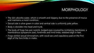 MORPHOLOGY
• The skin absorbs water, which is smooth and slippery due to the presence of mucus
and maintains a moist condition.
• Dorsal side is olive green in color and ventral side is uniformly pale yellow.
• Body is divisible into head and trunk.
• The body of frogs has pair nostrils, bulged eyes covered by nictitating membrane, a
membranous tympanum (ear), forelimbs and hind limbs, webbed digit in feet.
• Frogs exhibit sexual dimorphism, with vocal sacs and copulatory pad on the first
digit of the fore limbs in males.
 