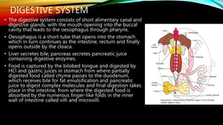 DIGESTIVE SYSTEM
• The digestive system consists of short alimentary canal and
digestive glands, with the mouth opening into the buccal
cavity that leads to the oesophagus through pharynx.
• Oesophagus is a short tube that opens into the stomach
which in turn continues as the intestine, rectum and finally
opens outside by the cloaca.
• Liver secretes bile; pancreas secretes pancreatic juice
containing digestive enzymes.
• Food is captured by the bilobed tongue and digested by
HCl and gastric juices in stomach from where partially
digested food called chyme passes to the duodenum,
which receives bile for fat emulsification and pancreatic
juice to digest complex molecules and final digestion takes
place in the intestine, from where the digested food is
absorbed by the numerous finger-like folds in the inner
wall of intestine called villi and microvilli.
 