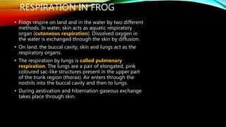 RESPIRATION IN FROG
• Frogs respire on land and in the water by two different
methods. In water, skin acts as aquatic respiratory
organ (cutaneous respiration). Dissolved oxygen in
the water is exchanged through the skin by diffusion.
• On land, the buccal cavity, skin and lungs act as the
respiratory organs.
• The respiration by lungs is called pulmonary
respiration. The lungs are a pair of elongated, pink
coloured sac-like structures present in the upper part
of the trunk region (thorax). Air enters through the
nostrils into the buccal cavity and then to lungs.
• During aestivation and hibernation gaseous exchange
takes place through skin.
 