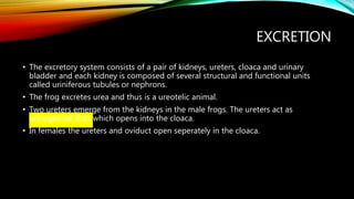EXCRETION
• The excretory system consists of a pair of kidneys, ureters, cloaca and urinary
bladder and each kidney is composed of several structural and functional units
called uriniferous tubules or nephrons.
• The frog excretes urea and thus is a ureotelic animal.
• Two ureters emerge from the kidneys in the male frogs. The ureters act as
urinogenital duct which opens into the cloaca.
• In females the ureters and oviduct open seperately in the cloaca.
 