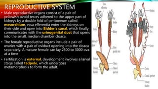 REPRODUCTIVE SYSTEM
• Male reproductive organs consist of a pair of
yellowish ovoid testes adhered to the upper part of
kidneys by a double fold of peritoneum called
mesorchium, vasa efferentia enter the kidneys on
their side and open into Bidder’s canal, which finally
communicates with the urinogenital duct that opens
into the small, median chamber cloaca.
• The female reproductive organs include a pair of
ovaries with a pair of oviduct opening into the cloaca
separately. A mature female can lay 2500 to 3000 ova
at a time
• Fertilisation is external, development involves a larval
stage called tadpole, which undergoes
metamorphosis to form the adult.
 