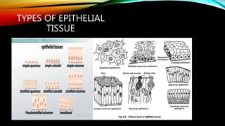 TYPES OF EPITHELIAL
TISSUE
 