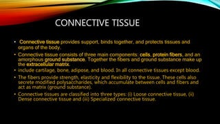 CONNECTIVE TISSUE
• Connective tissue provides support, binds together, and protects tissues and
organs of the body.
• Connective tissue consists of three main components: cells, protein fibers, and an
amorphous ground substance. Together the fibers and ground substance make up
the extracellular matrix.
• include cartilage, bone, adipose, and blood. In all connective tissues except blood.
• The fibers provide strength, elasticity and flexibility to the tissue. These cells also
secrete modified polysaccharides, which accumulate between cells and fibers and
act as matrix (ground substance).
• Connective tissues are classified into three types: (i) Loose connective tissue, (ii)
Dense connective tissue and (iii) Specialized connective tissue.
 