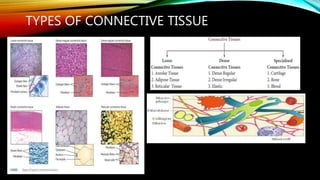 TYPES OF CONNECTIVE TISSUE
 