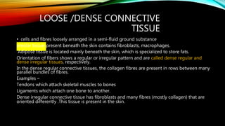 LOOSE /DENSE CONNECTIVE
TISSUE
• cells and fibres loosely arranged in a semi-fluid ground substance
areolar tissue-present beneath the skin contains fibroblasts, macrophages.
Adipose tissue is located mainly beneath the skin, which is specialized to store fats.
Orientation of fibers shows a regular or irregular pattern and are called dense regular and
dense irregular tissues, respectively.
In the dense regular connective tissues, the collagen fibres are present in rows between many
parallel bundles of fibres.
Examples –
Tendons which attach skeletal muscles to bones
Ligaments which attach one bone to another.
Dense irregular connective tissue has fibroblasts and many fibres (mostly collagen) that are
oriented differently .This tissue is present in the skin. eneath the skin contains fibroblasts, macrophages.
 