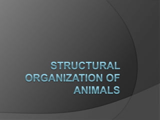 Structural organization of animals