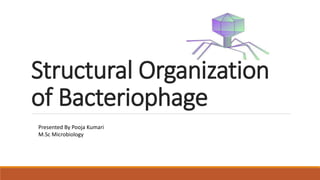 Structural Organization
of Bacteriophage
Presented By Pooja Kumari
M.Sc Microbiology
 
