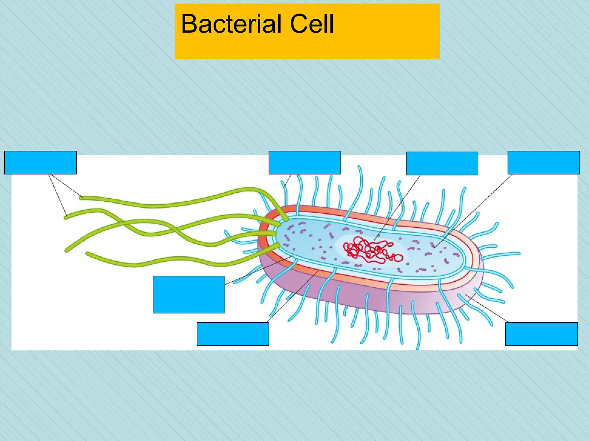 Bacterial Cell
 