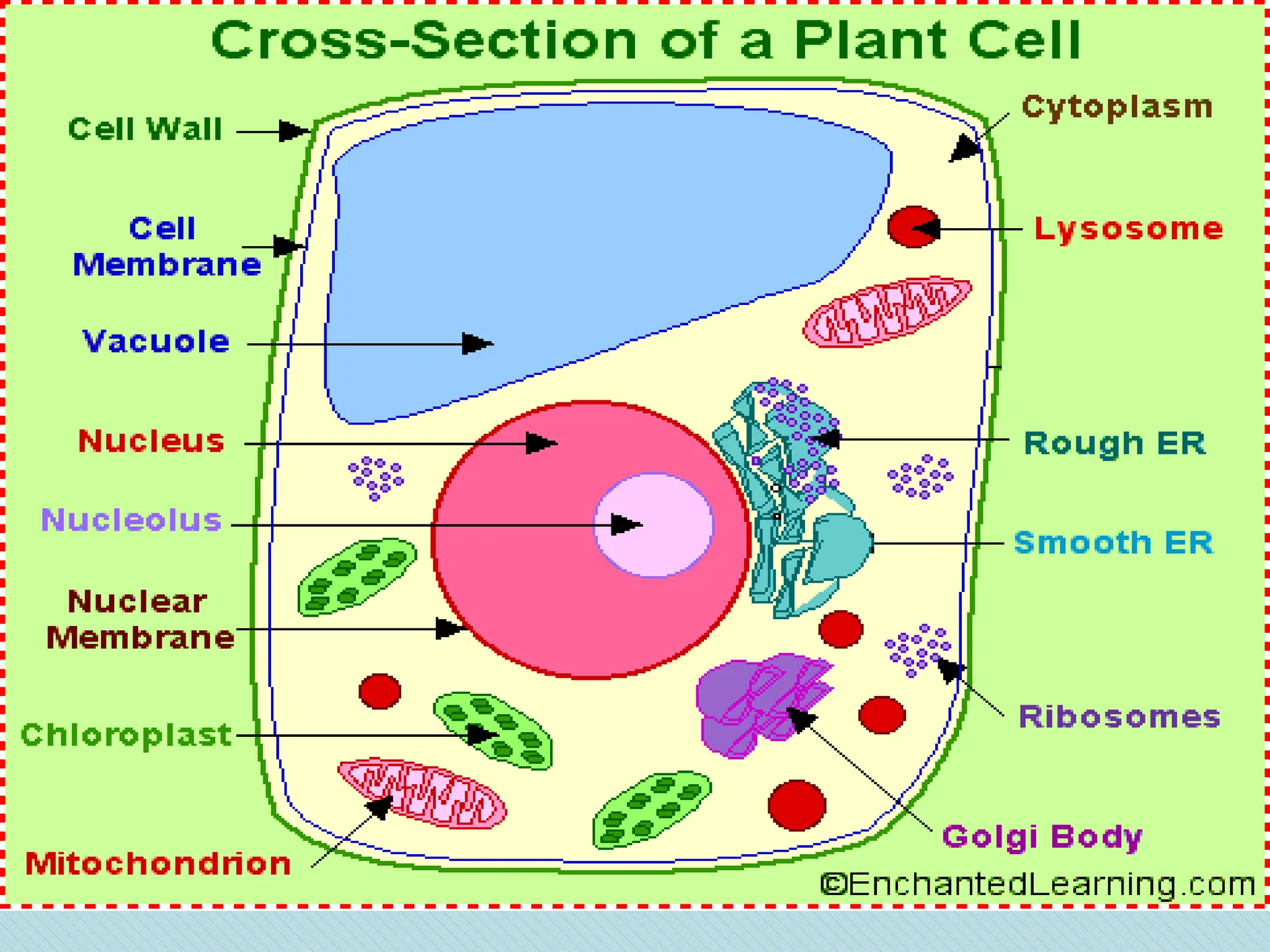 Plant Cell
 