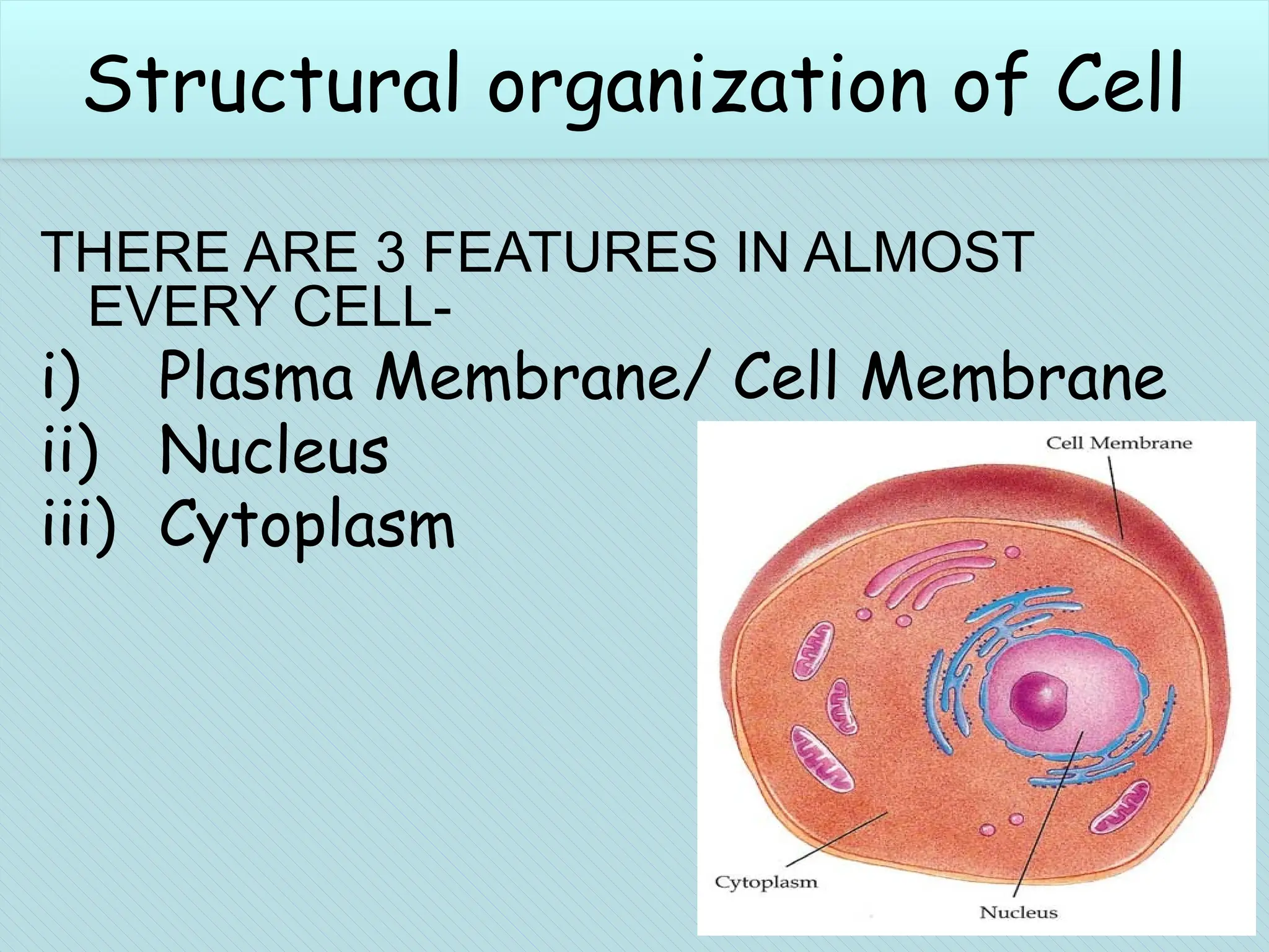 What is a cell?
THERE ARE 3 FEATURES IN ALMOST
EVERY CELL-
i) Plasma Membrane/ Cell Membrane
ii) Nucleus
iii) Cytoplasm
Structural organization of Cell
 