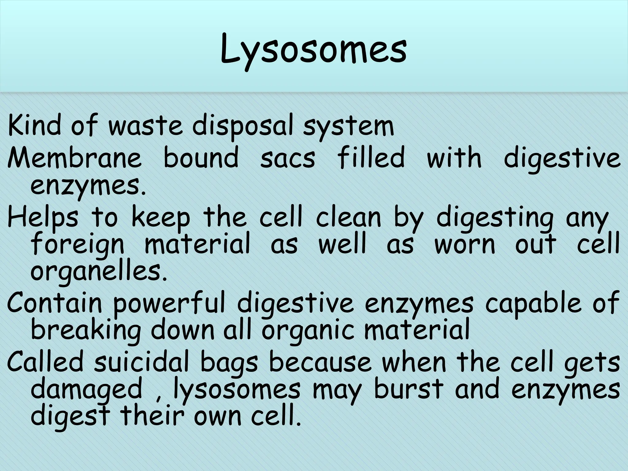 Chloroplasts (plant cells)
Kind of waste disposal system
Membrane bound sacs filled with digestive
enzymes.
Helps to keep the cell clean by digesting any
foreign material as well as worn out cell
organelles.
Contain powerful digestive enzymes capable of
breaking down all organic material
Called suicidal bags because when the cell gets
damaged , lysosomes may burst and enzymes
digest their own cell.
Lysosomes
 