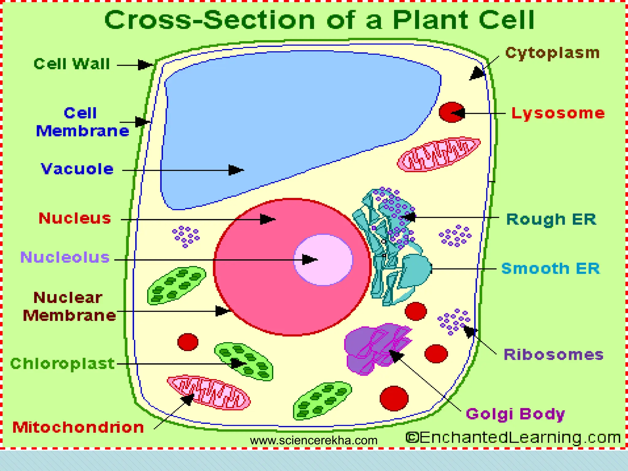 Plant Cell
www.sciencerekha.com
 