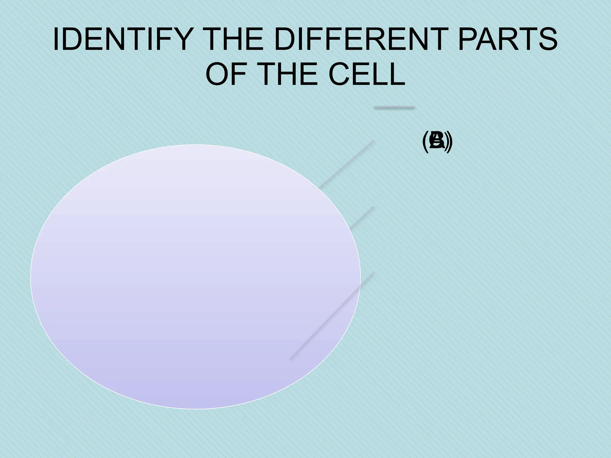 IDENTIFY THE DIFFERENT PARTS
OF THE CELL
(A)
(B)
(C)
 