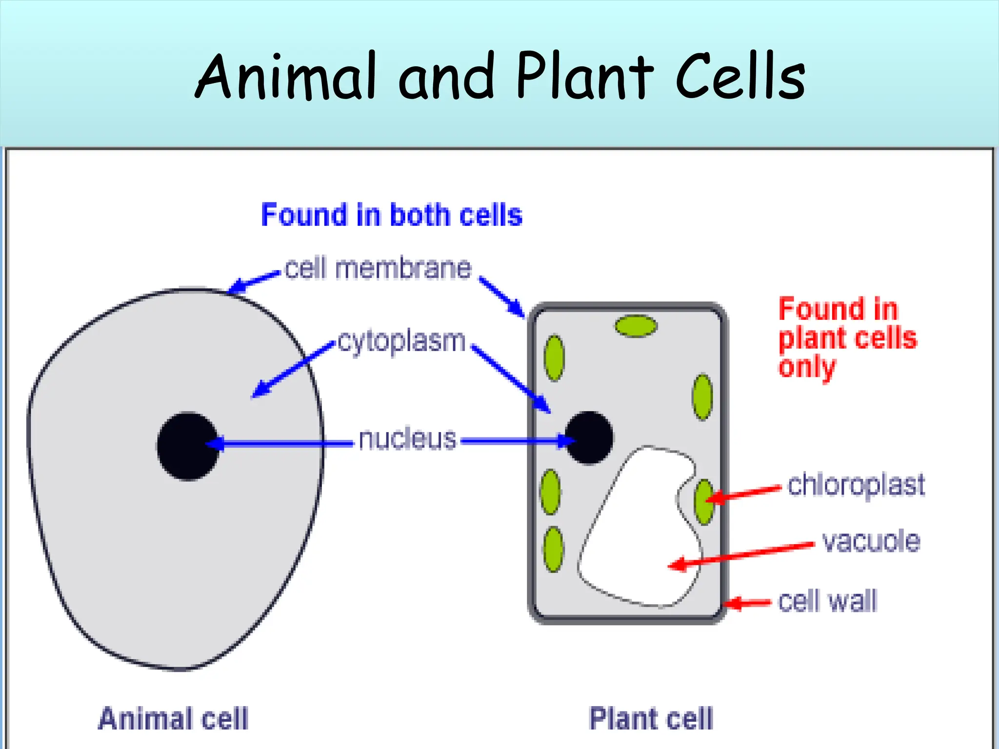 Animal and plant cells
Animal and Plant Cells
 