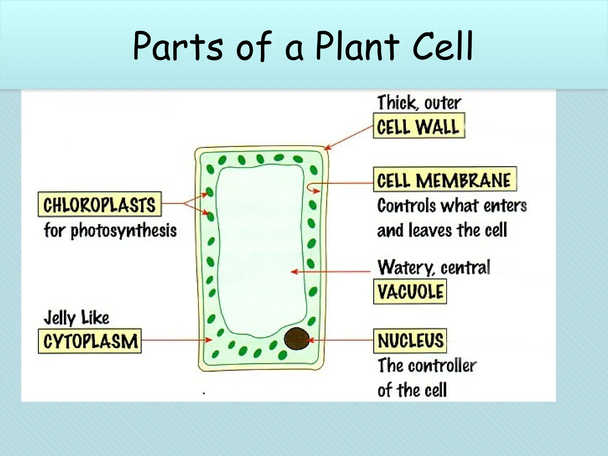 Plant cell parts
Plant cells may contain some extra parts.
Parts of a Plant Cell
 